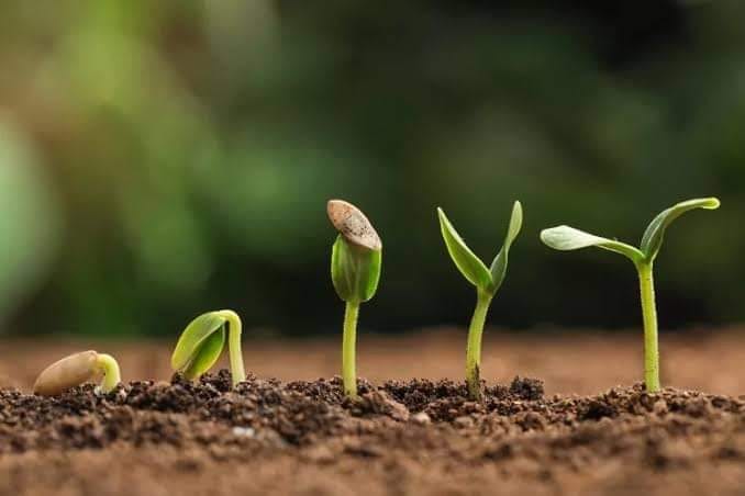 Parables of the Kingdom: The Sprouting Seed