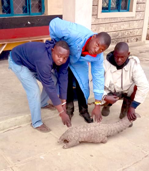 Detectives Rescue a Pangolin Destined For Slaughter