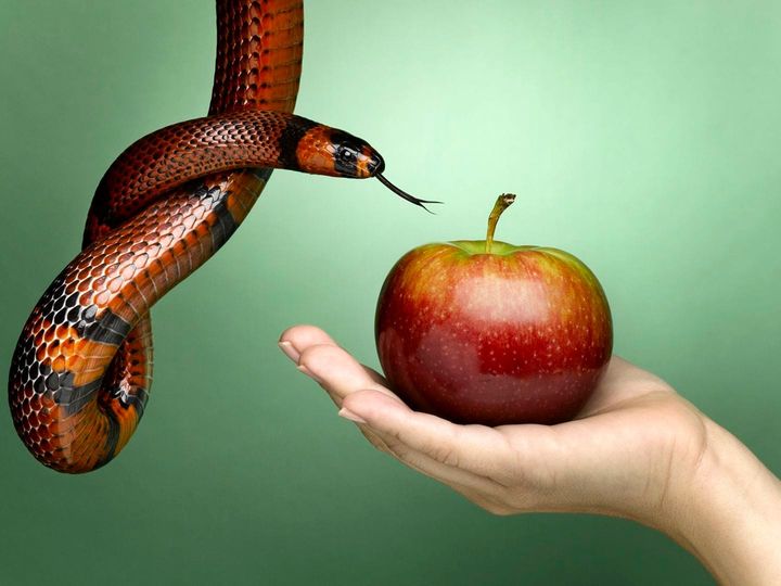 snake apple